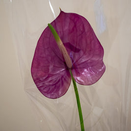 ANTHURIUM KALEO