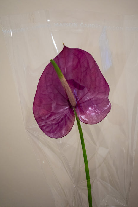 ANTHURIUM KALEO