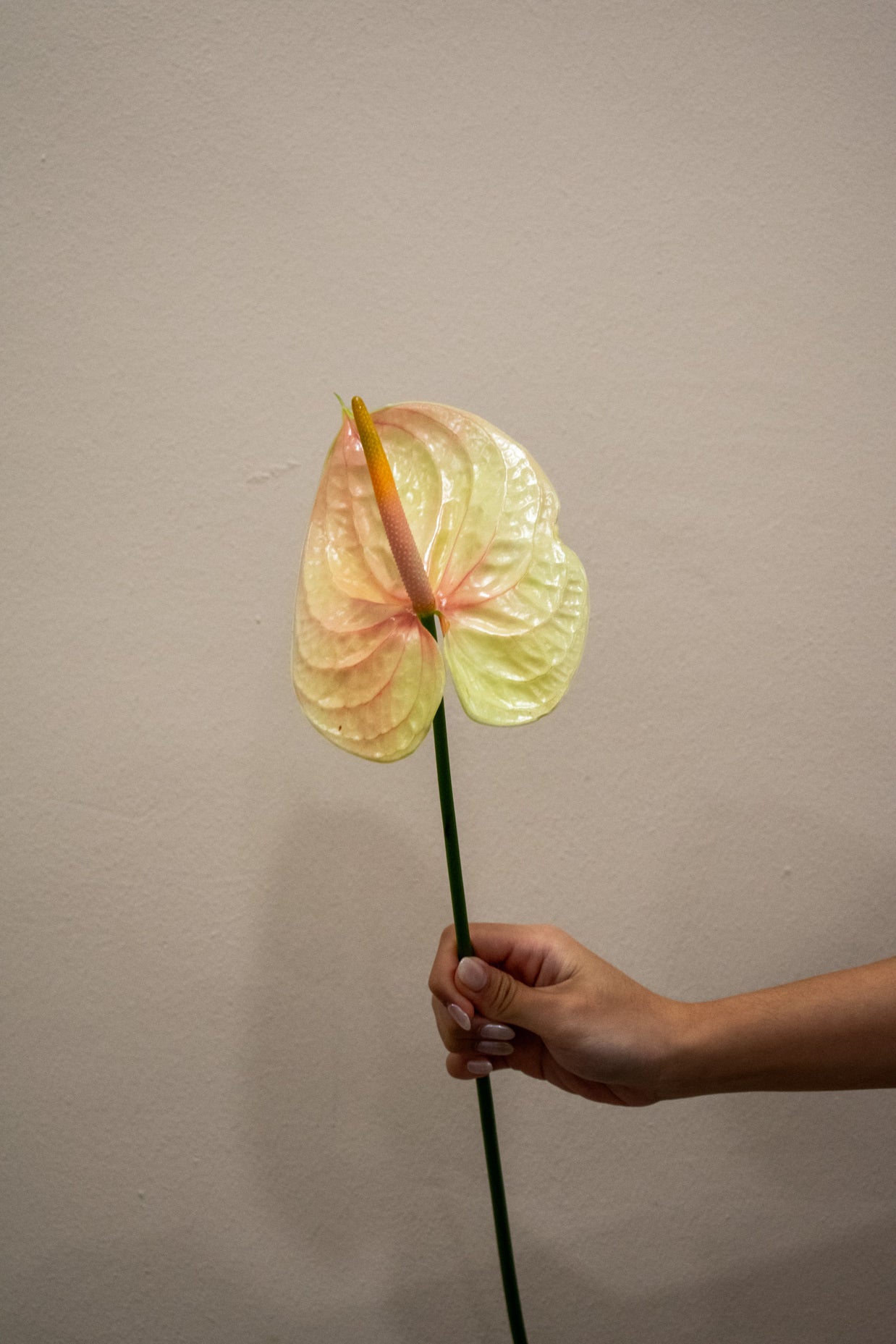 ANTHURIUM LIGHT PEACH