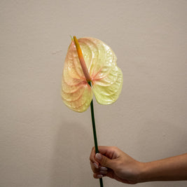 anthurium artificial light ANTHURIUM LIGHT PEACH