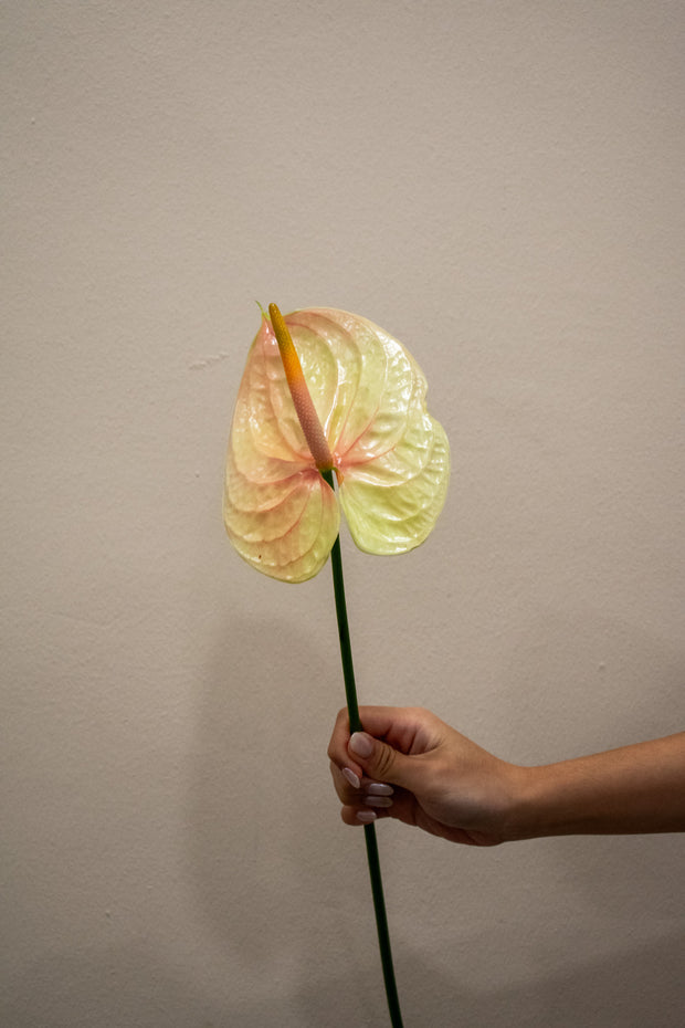 ANTHURIUM LIGHT PEACH