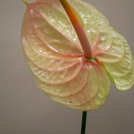 ANTHURIUM LIGHT PEACH
