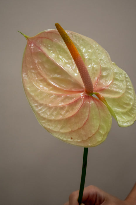 ANTHURIUM LIGHT PEACH