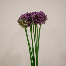 ALLIUM PINK LADY