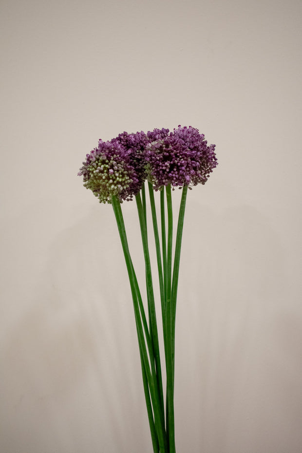 ALLIUM PINK LADY