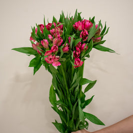 ALSTROMERIA HOT PINK