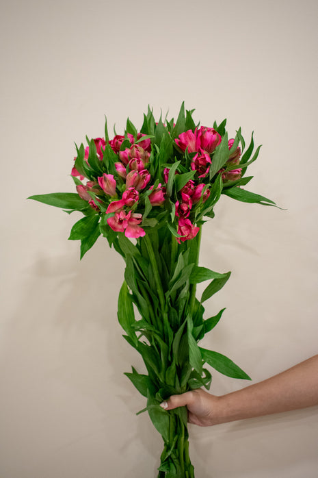 ALSTROMERIA HOT PINK