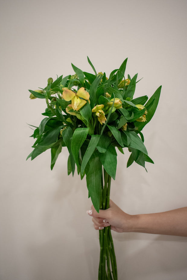 ALSTROMERIA ORANGE