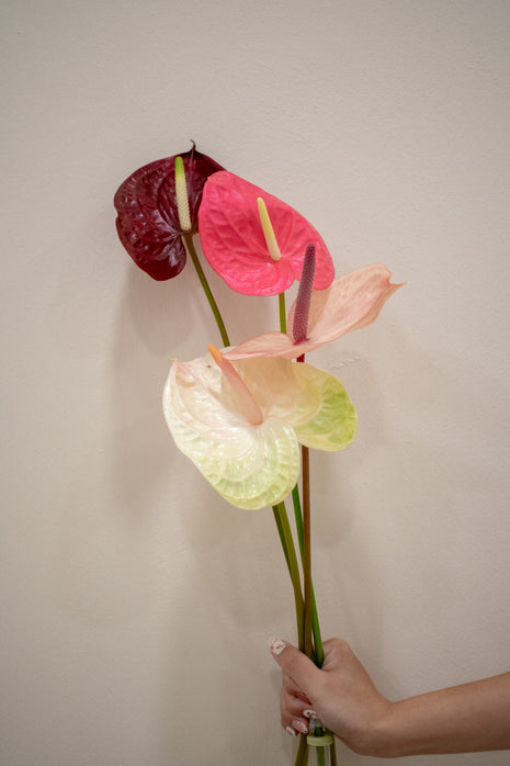 ANTHURIUM MIXED