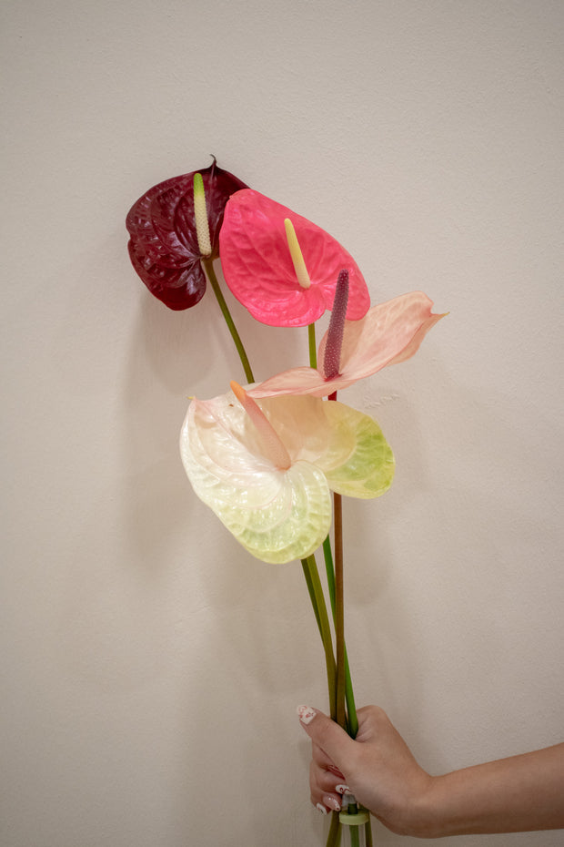 ANTHURIUM MIXED