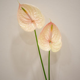 ANTHURIUM PEACH