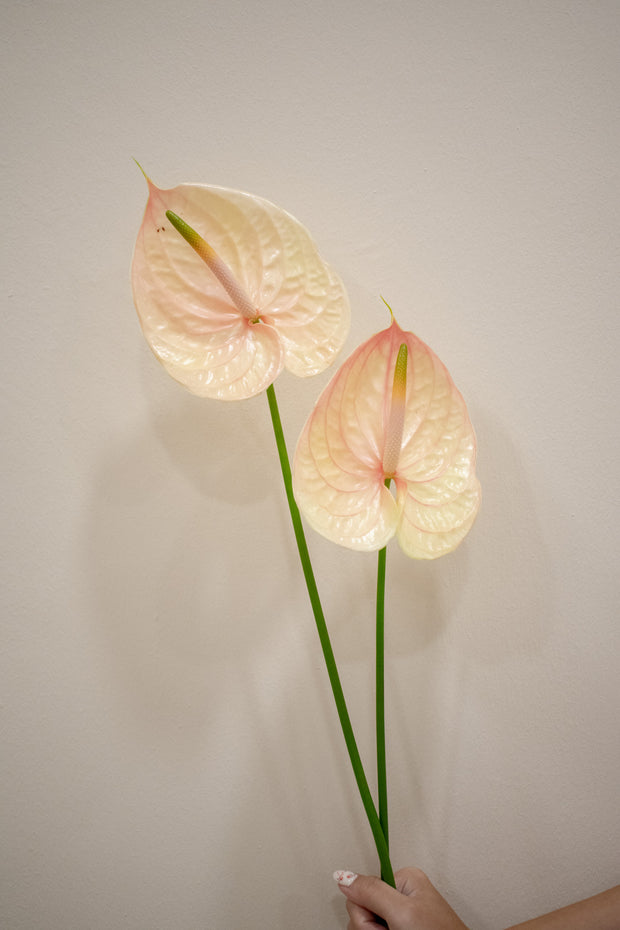 ANTHURIUM PEACH