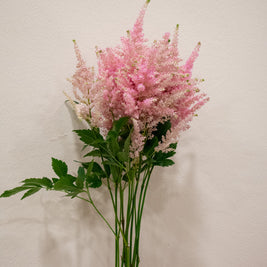 ASTILBE PINK
