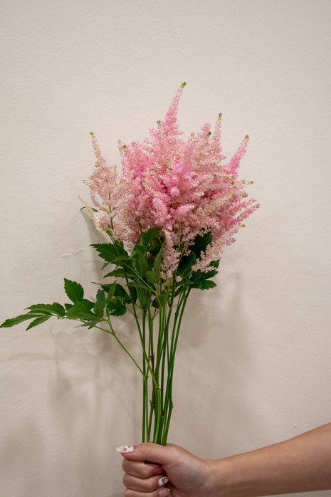 ASTILBE PINK