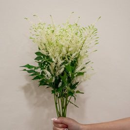 ASTILBE WHITE