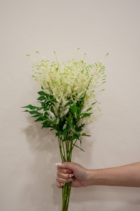 ASTILBE WHITE