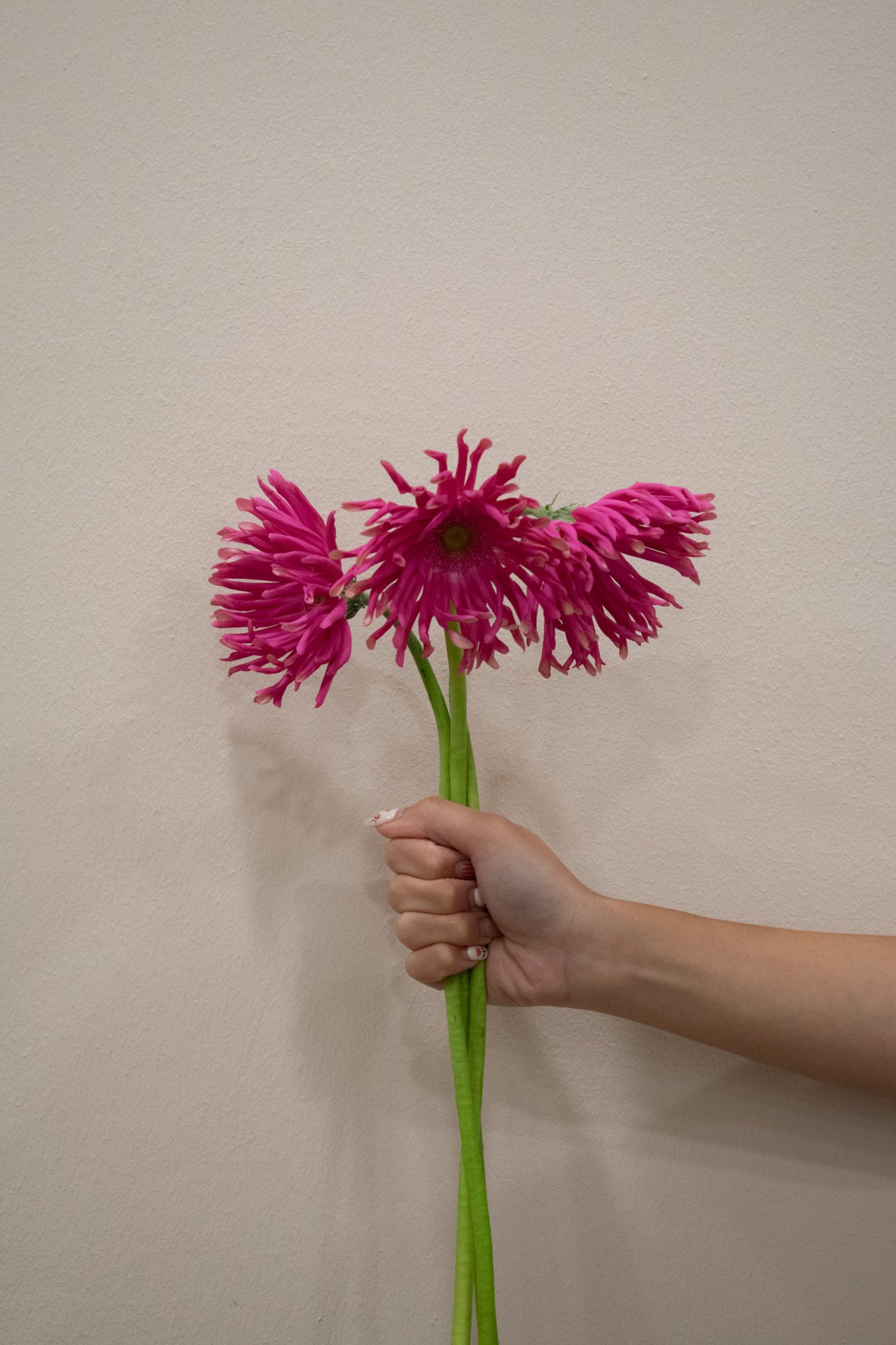 GERBERA HOT PINK