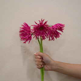 GERBERA HOT PINK