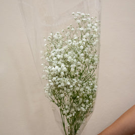 BABY BREATH WHITE