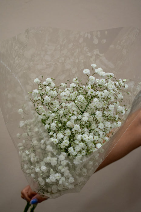 BABY BREATH WHITE
