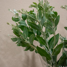 ACACIA DENISBODEN