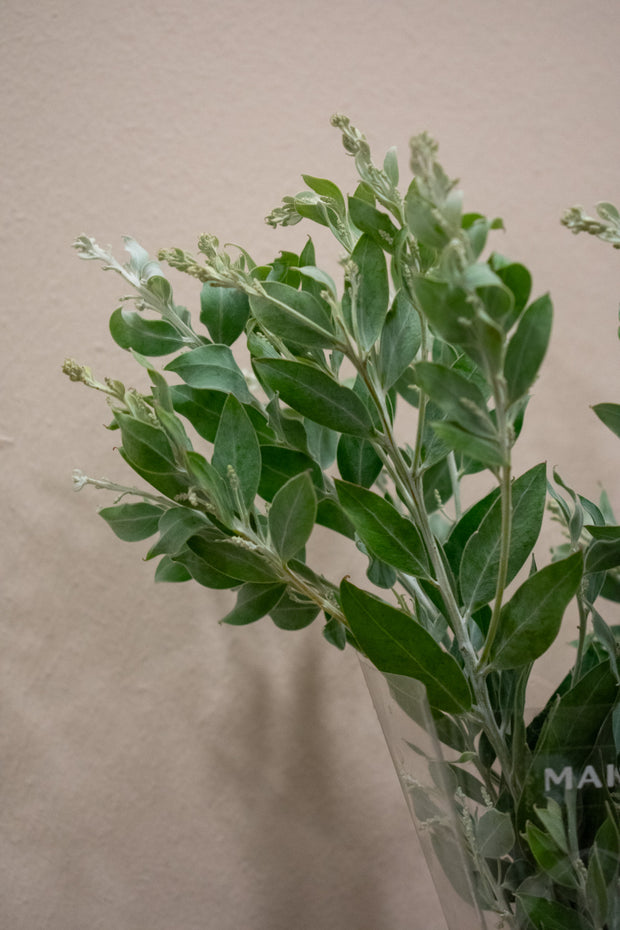 ACACIA DENISBODEN