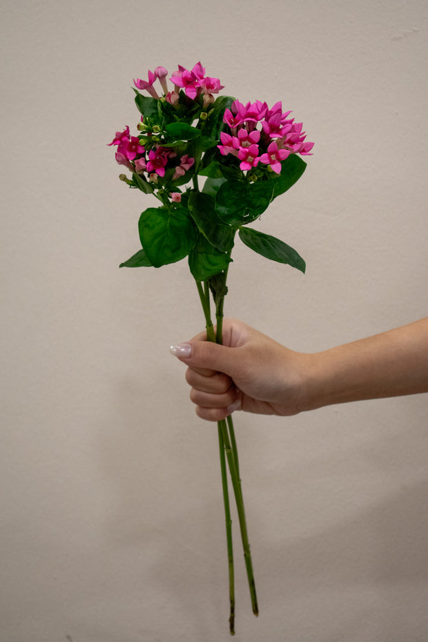 BOUVARDIA HOT PINK