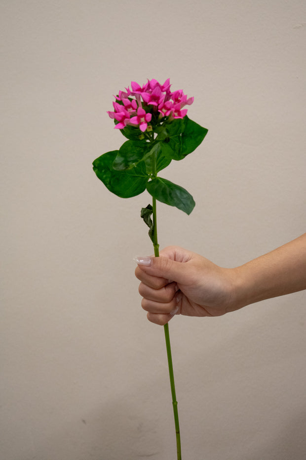 BOUVARDIA HOT PINK