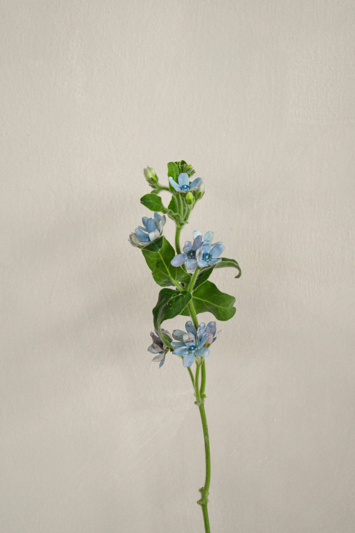 BlueOxypetalum