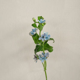 BlueOxypetalum