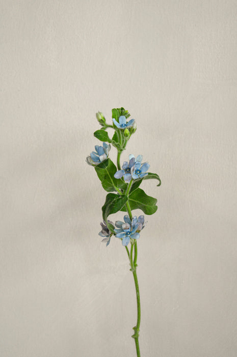 BlueOxypetalum