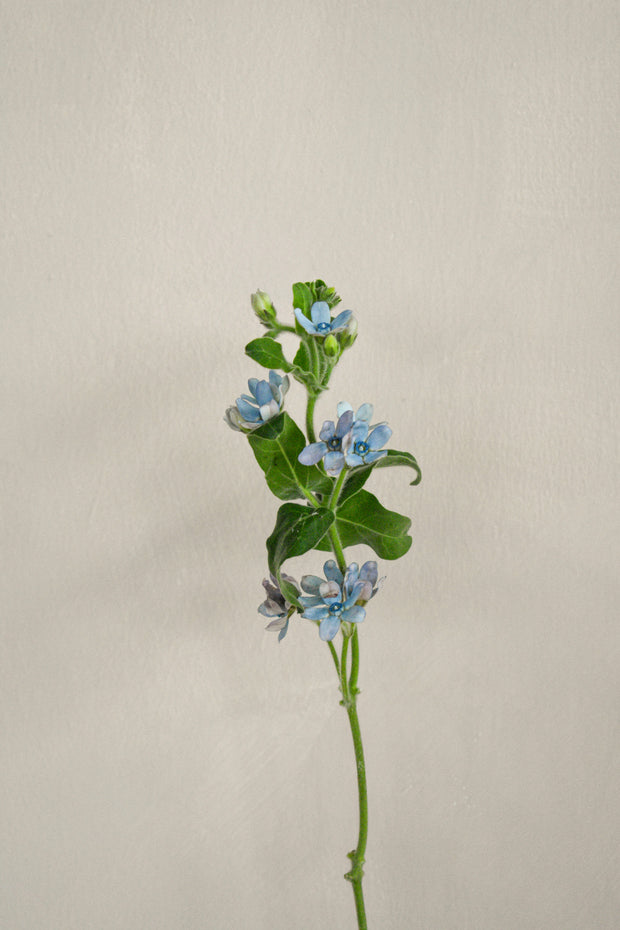 BlueOxypetalum