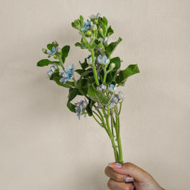 BlueOxypetalum