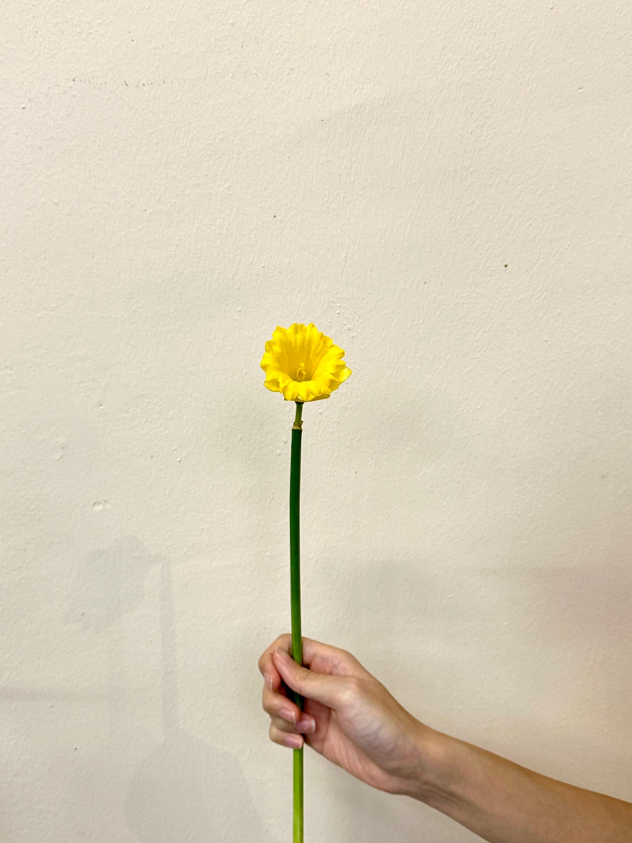 NARCISSUS