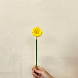 NARCISSUS