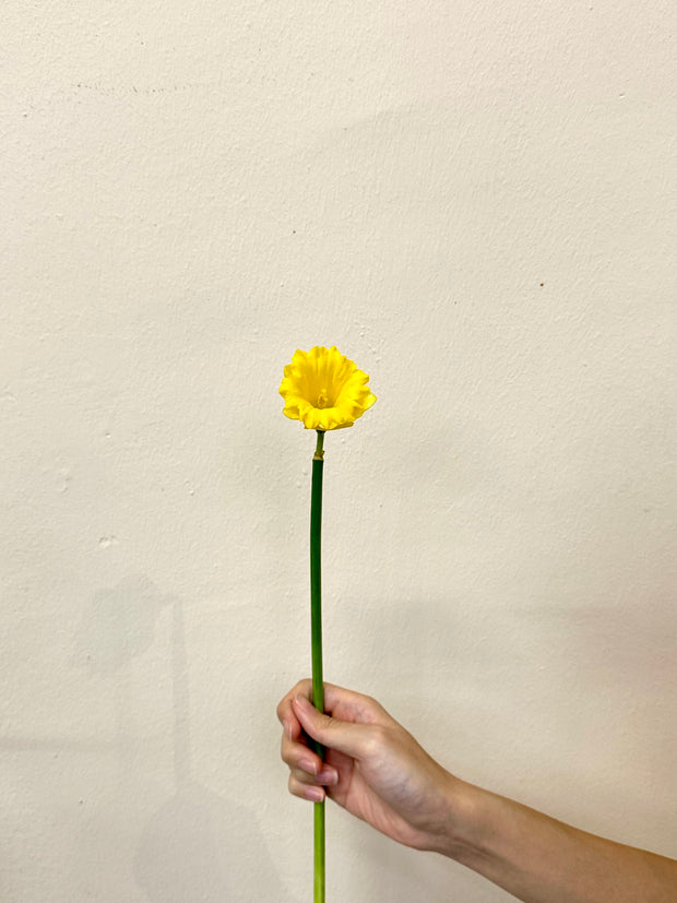 NARCISSUS