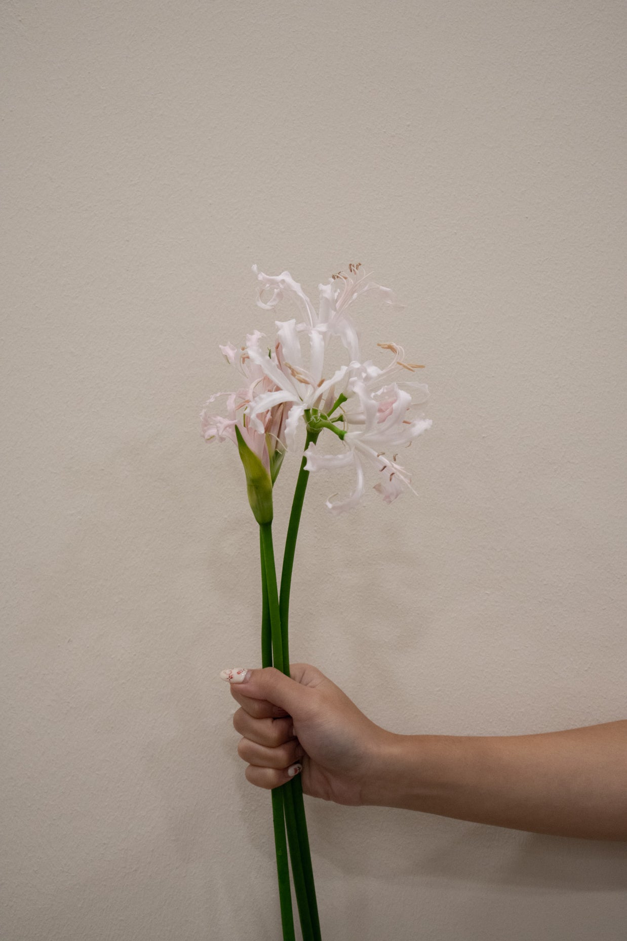 NERINE SOFIE PALE PINK
