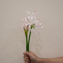 NERINE SOFIE PALE PINK