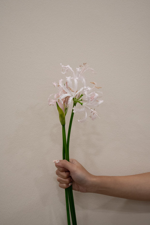 NERINE SOFIE PALE PINK