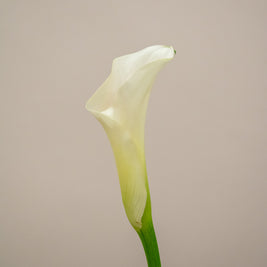 CALLA LILY WHITE