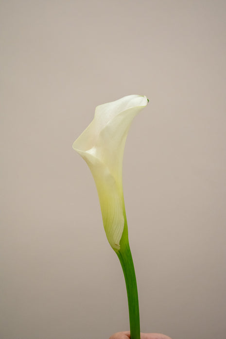 CALLA LILY WHITE