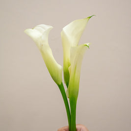CALLA LILY WHITE