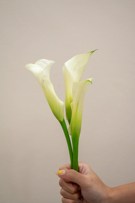 CALLA LILY WHITE