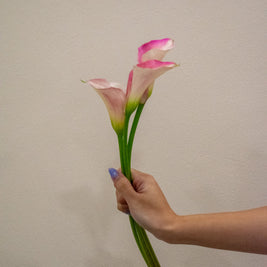CALLA LILY BLUSHING BRIDE PINK
