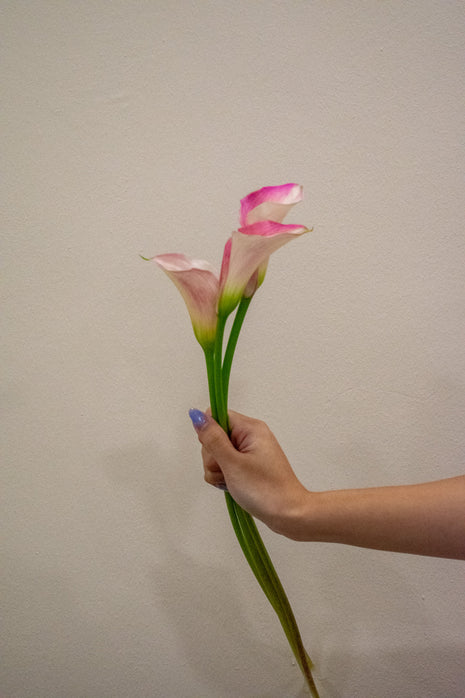 CALLA LILY BLUSHING BRIDE PINK