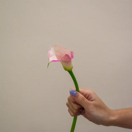 CALLA LILY BLUSHING BRIDE PINK