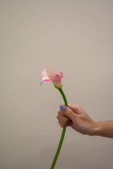 CALLA LILY BLUSHING BRIDE PINK
