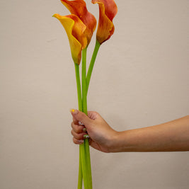 CALLA LILY CALLISTA