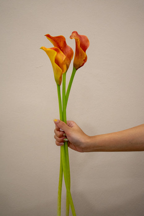 CALLA LILY CALLISTA