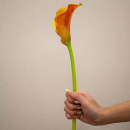 CALLA LILY CALLISTA